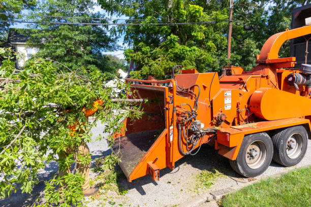 Tree Branch Trimming in Bloomfield, NM